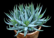Aloe Humilis - Indigenous South African Succulent - 10 Seeds