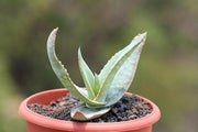 Aloe Kouebokkeveldensis - Indigenous South African Succulent - 5 Seeds