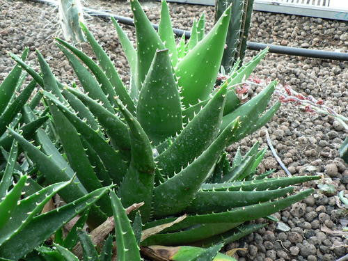 Aloe Mitriformis - Indigenous South African Succulent - 10 Seeds