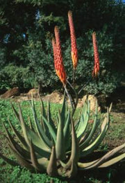 Aloe Reitzii - Indigenous South African Succulent - 10 Seeds