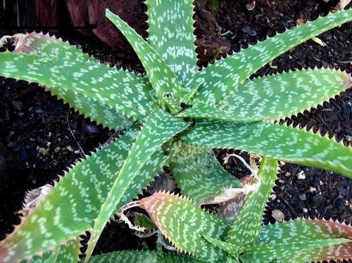 Aloe Zebrina - Indigenous South African Succulent - 10 Seeds
