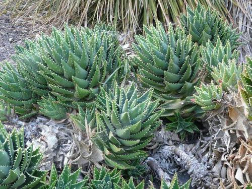 Aloe Distans - Indigenous South African Succulent - 5 Seeds