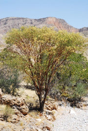 Senegalia Montis-usti / Acacia - Indigenous South African Tree - 10 Seeds