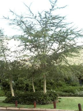 Vachellia / Acacia xanthophloea - Fever Tree - Indigenous South African Tree - 10 Seeds