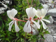 Pelargonium Alchemilloides - Indigenous South African Shrub - 5 Seeds