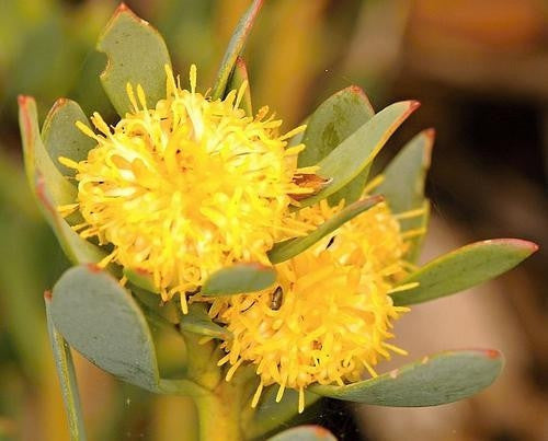 Leucadendron Glaberrimum - Indigenous South African Protea - 5 Seeds
