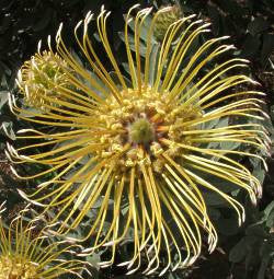 Leucospermum Formosum - Indigenous South African Protea - 5 Seeds