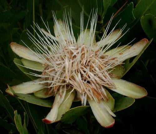 Protea Angolensis v Angolensis - Indigenous South African Protea - 5 Seeds
