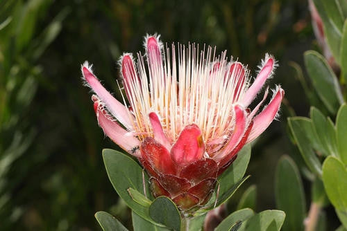 Protea Venusta - Indigenous South African Protea - 5 Seeds