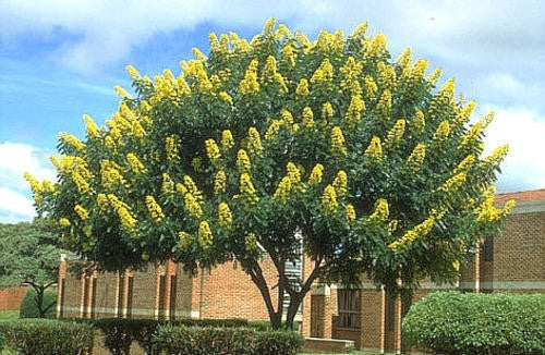 Cassia / Senna Spectabilis - Exotic Tree / Bonsai - 10 Seeds