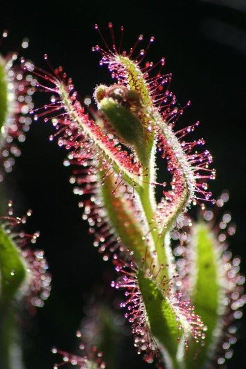 Drosera Cistiflora Mauve - Indigenous Carnivorous Plant - 10 Seeds