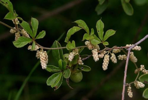 Dioscorea Quartiniana v Quartiniana - Indigenous South African Succulent - 5 Seeds