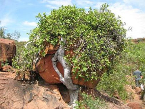 Ficus Ilicina - Indigenous - South African Tree - 10 Seeds