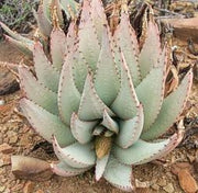 Aloe Claviflora - Kraal Aloe - South African Succulent - 10 Seeds
