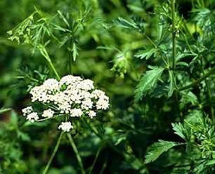 Anise - Pimpinella anisum - Herb - 20 Seeds