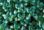 Greek Oregano - Origanum vulgare hirtum - Herb - 200 Seeds