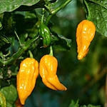 Fatalii Pepper Yellow - Chilli Pepper - Capsicum Chinense - Hot & Rare - 5 Seeds