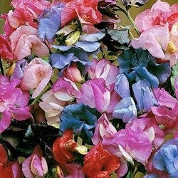 Sweet Pea Bijou Mix - Annual - Lathyrus Odoratus - Beautiful Flowers - 20 Seeds