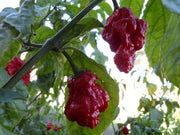 Trinidad 7 Pot Primo - Chilli Pepper - Capsicum Chinense - Hot & Rare - 5 Seeds