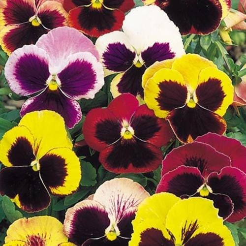 Pansy Swiss Giant Mix - Viola Hortensis - Annual Flower - 100 Seeds