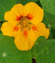 Golden Jewel Nasturtium - Tropaeolum Majus - Edible Annual Flower - 10 Seeds