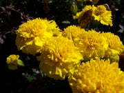 Marigold Lemon Drop - Tagetes Patula - Annual Flower - 150 Seeds