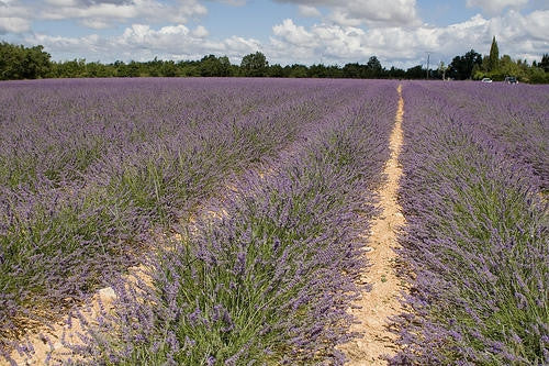 True English Lavender - Lavendula Angustifolia - Culinary & Fragrant Herb - 30 Seeds