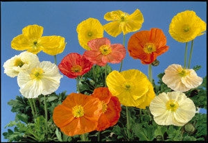 Poppy Artist Glory - Papaver Nudicaule - Annual Flower - 500 Seeds