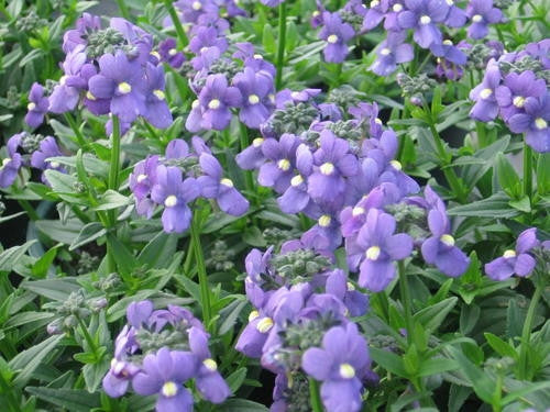 Nemesia Blue - Nemesia Fruticans - Annual Flower - 100 Seeds
