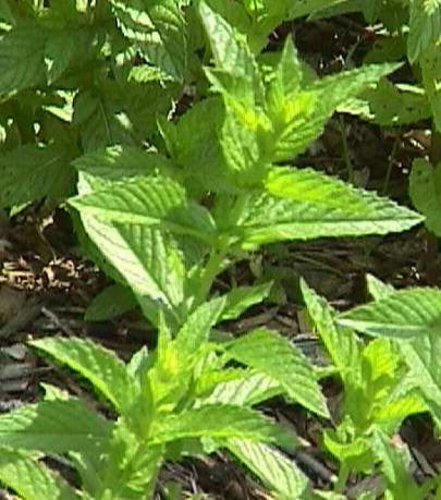 Spearmint - Mentha Spicata - Culinary Edible Herb - 25 Seeds