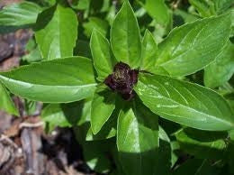 Thai Siam Queen Basil - Ocimum Basilicum var. thyrsiflorum 'Siam Queen' - Culinary Edible Herb - 20 Seeds