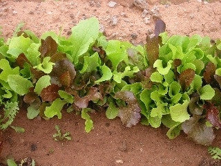 Baby Leaf Lettuce Mix - Lactuca Sativa - Vegetable - 50 Seeds