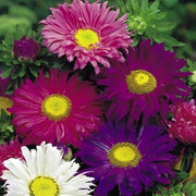 Aster Pinocchio Mix - Aster Lateriflorus - Annual Flower - 10 Seeds