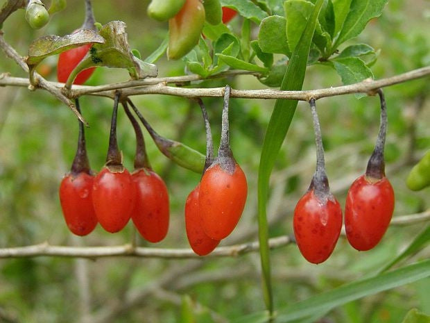 Goji Berry / Wolf berry - Lycium Chinense - Exotic Edible Fruit - 20 Seeds