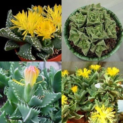 Tigers Jaw Succulent Mixed - Faucaria Mixed Species - Indigenous South African Succulent - 10 Seeds