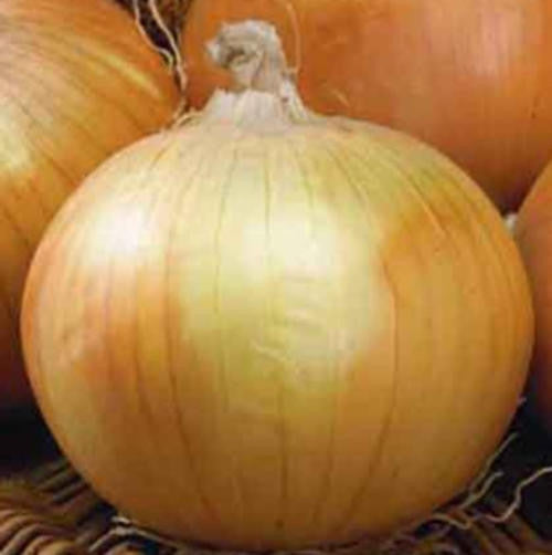 Texas Grano Onion - Allium Cepa - Vegetable - 50 Seeds