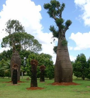 Queensland Bottle Tree - Brachyiton Rupestris - Exotic Bonsai Tree - 5 Seeds
