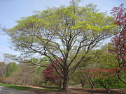 Acer Truncatum Mono / Acer Pictum - Painted Maple - Exotic Bonsai Maple Tree - 5 Seeds
