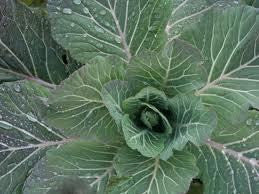 Kale Chou Moellier - Brassica oleracea var. acephala - Vegetable - 400 Seeds