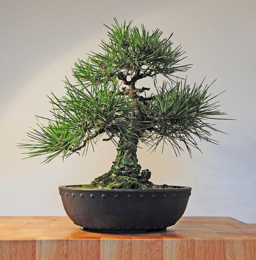 Japanese Black Pine - Pinus thunbergii - Exotic Japanese Bonsai Tree - Seeds