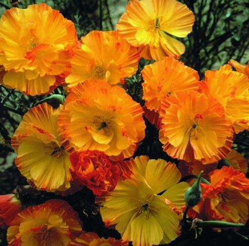 Mission Bells California Poppy - Eschscholzia Californica - Annual Flower - 200 Seeds