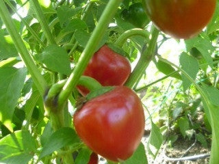 Cascabel Pepper - Capsicum Annum - Mexican Chilli Pepper - 5 Seeds