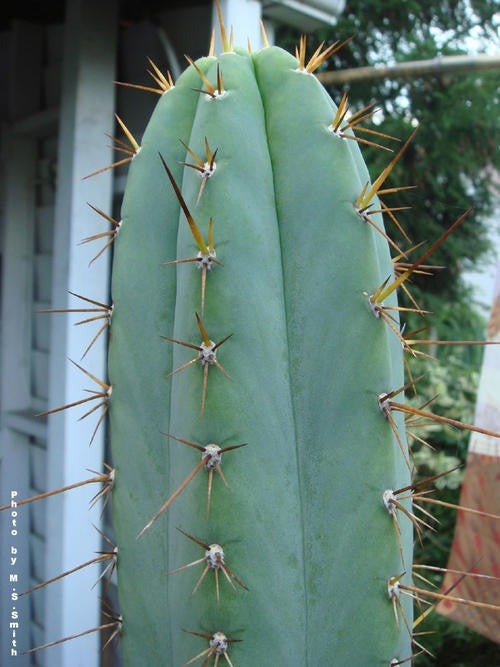 Trichocereus Macrogonus - Echinopsis Macrogona - Exotioc Cacti - 10 Seeds