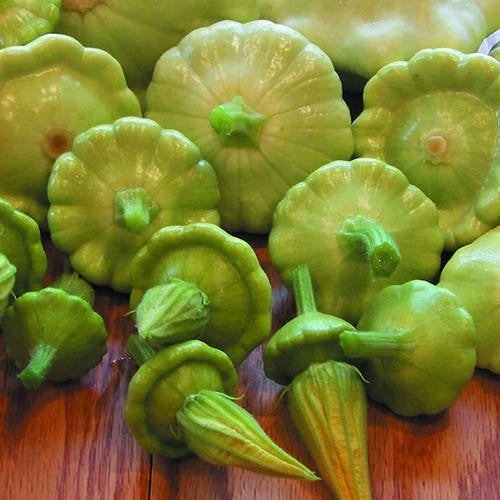 Bennings Green Tinted Patty Pan Squash - Cucurbita Pepo - Heirloom Vegetable - 5 Seeds