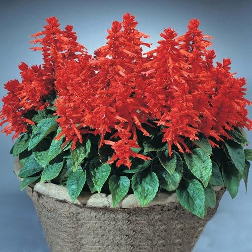 Salvia Blaze of Fire - Salvia Splendens - Annual Flower - 30 Seeds
