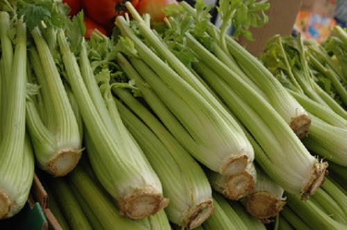 Tall Utah Celery - Apium graveolens var. dolce - Vegetable - 500 Seeds