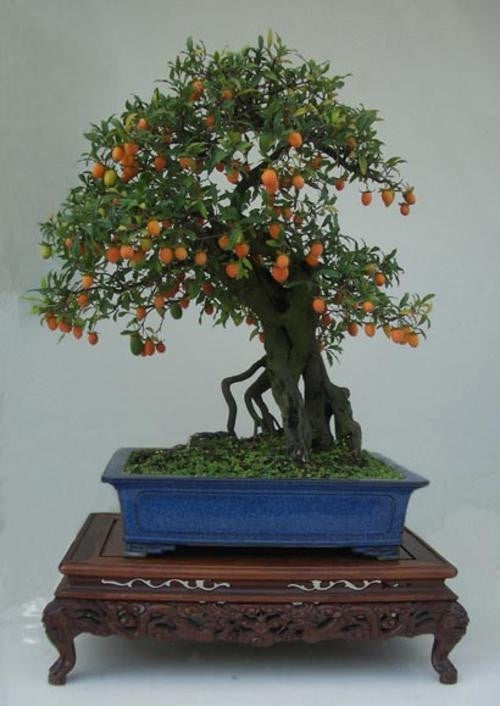 Japanese Persimmon - Diospyros Kaki - Exotic Bonsai / Fruit Tree - 5 Seeds