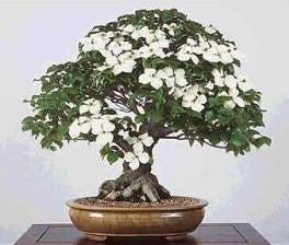 Chinese Dogwood - Cornus Kousa Chinensis - Exotic Bonsai Tree - 5 Seeds