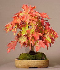 Red Swamp Maple - Acer rubrum - Exotic Bonsai Tree - 5 Seeds