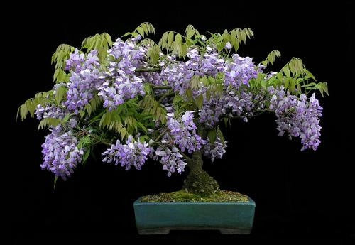 Chinese Blue Wisteria - Wisteria Sinensis - Exotic / Rare Bonsai Tree / Climbing Vine - 5 Seeds